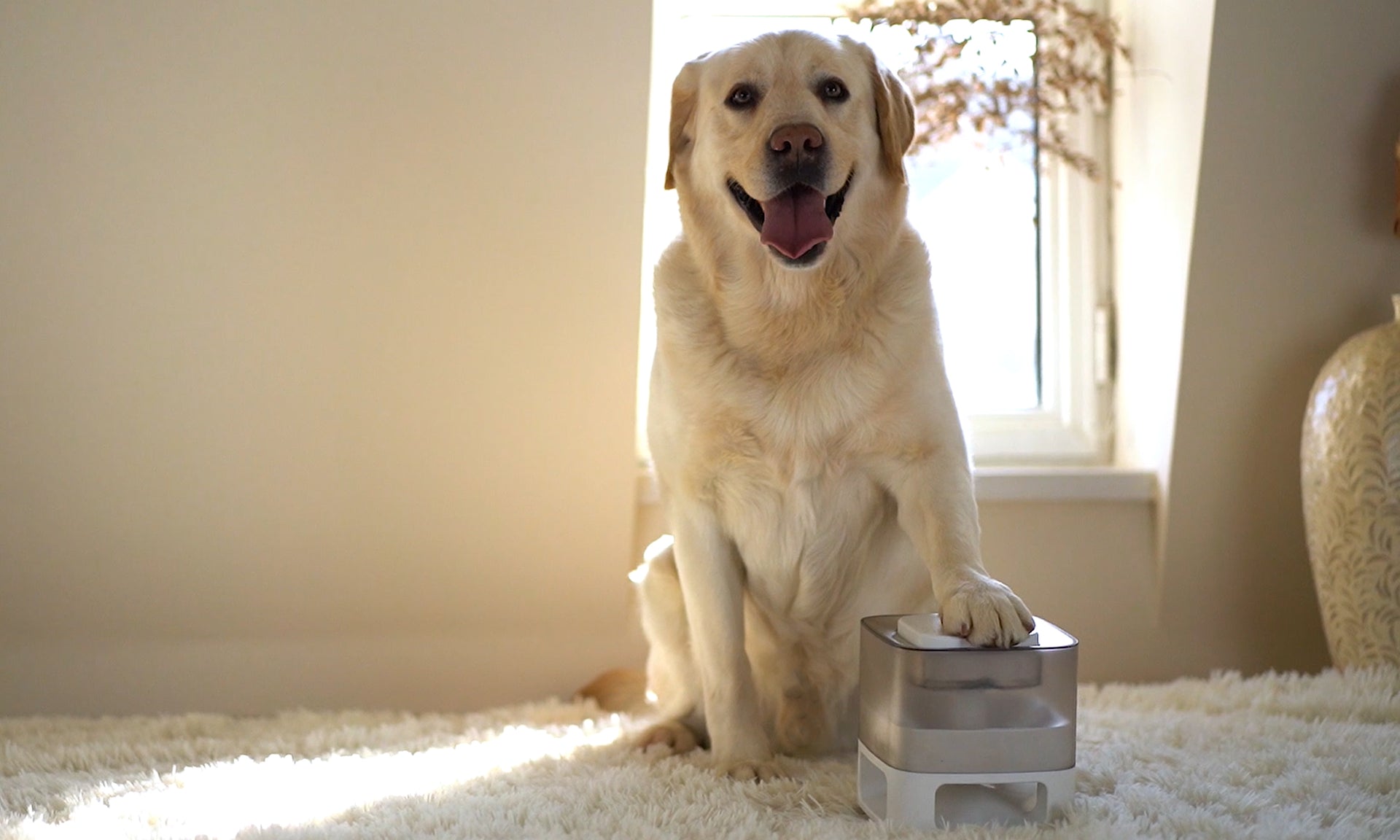 Load video: Pets World ball launcher