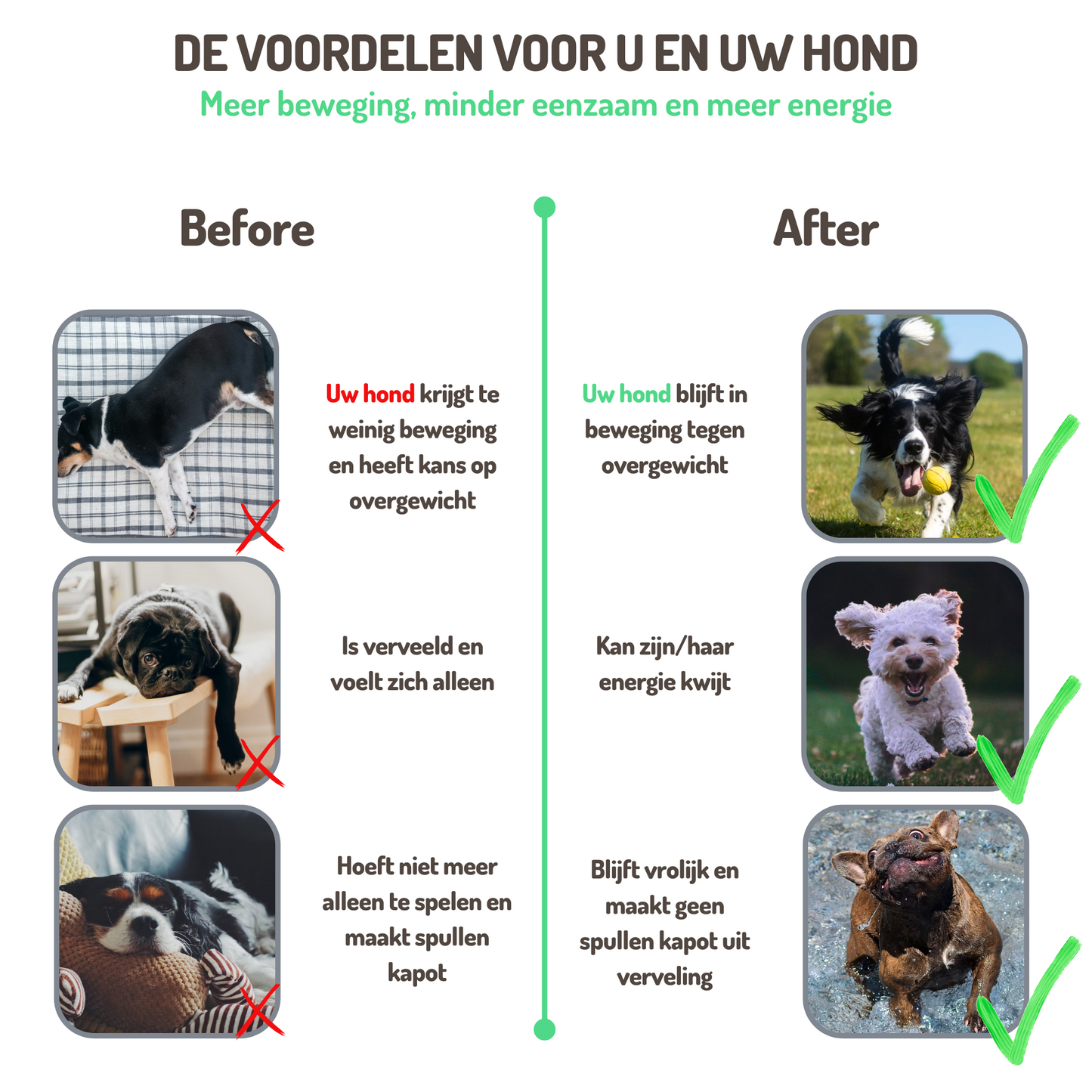 Ballwerfer für Hunde, kleine und mittelgroße Hunde, grün